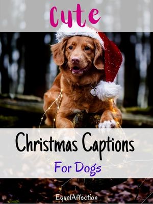 Cute Christmas Captions For Dogs