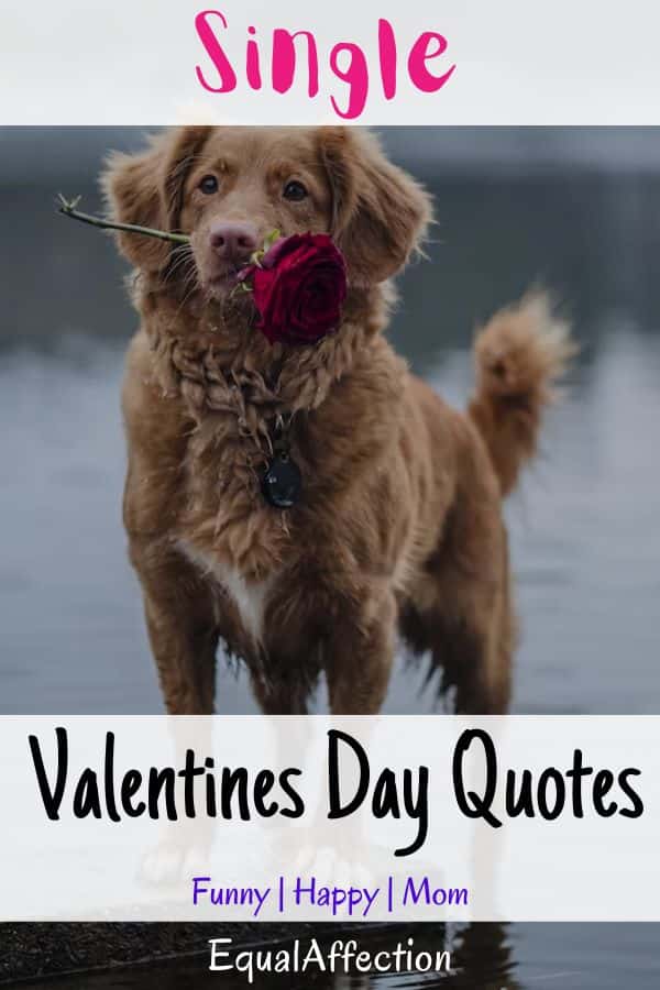 90+ Single Valentines Day Quotes For Instagram | Funny | Happy | Mom 2023 |  EqualAffection