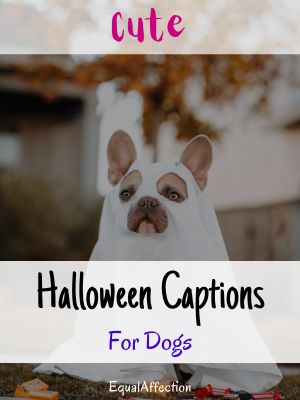 Cute Halloween captions For Dogs