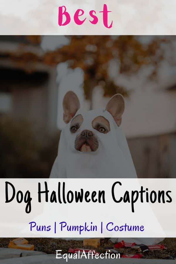Dog Halloween Captions